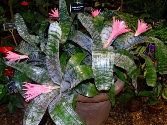 Эхмея фасциата