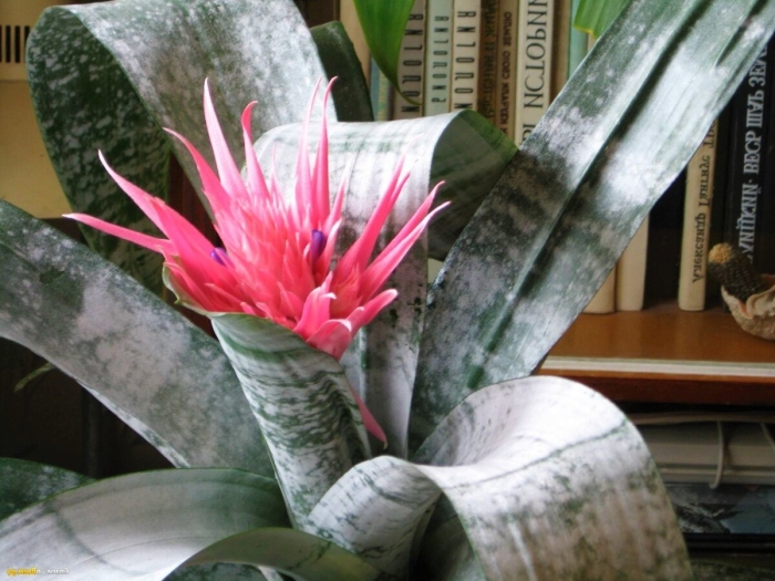 Эхмея полосатая