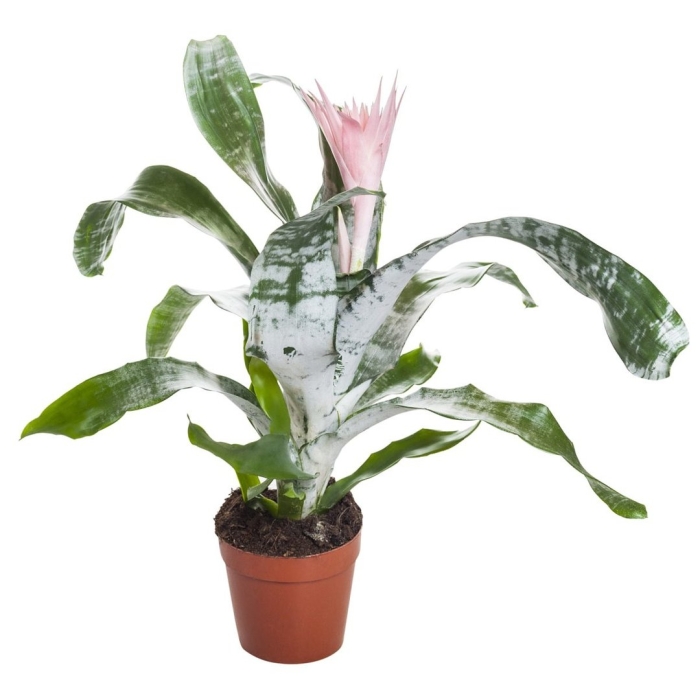 Эхмея фелис