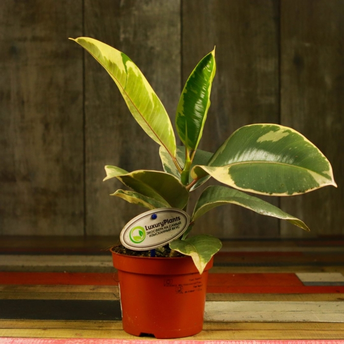 Фикус эластика белиз