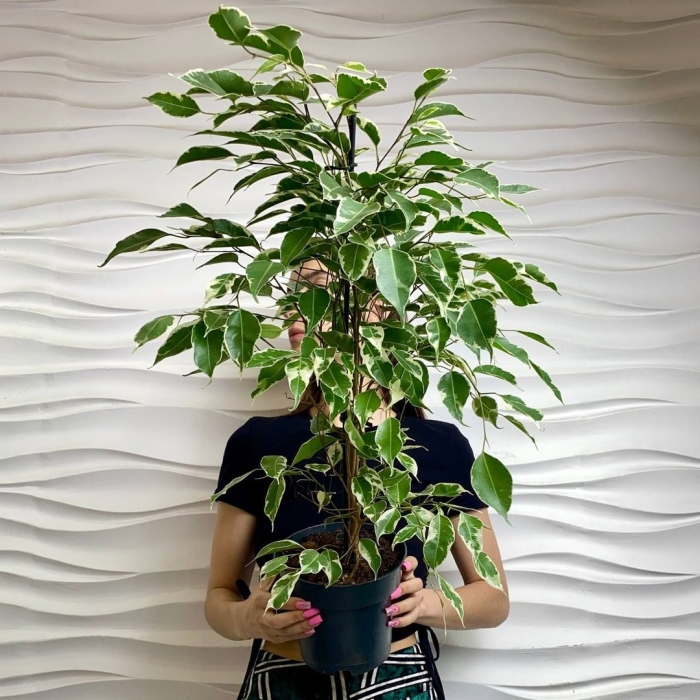 Фикус бенджамина экзотика