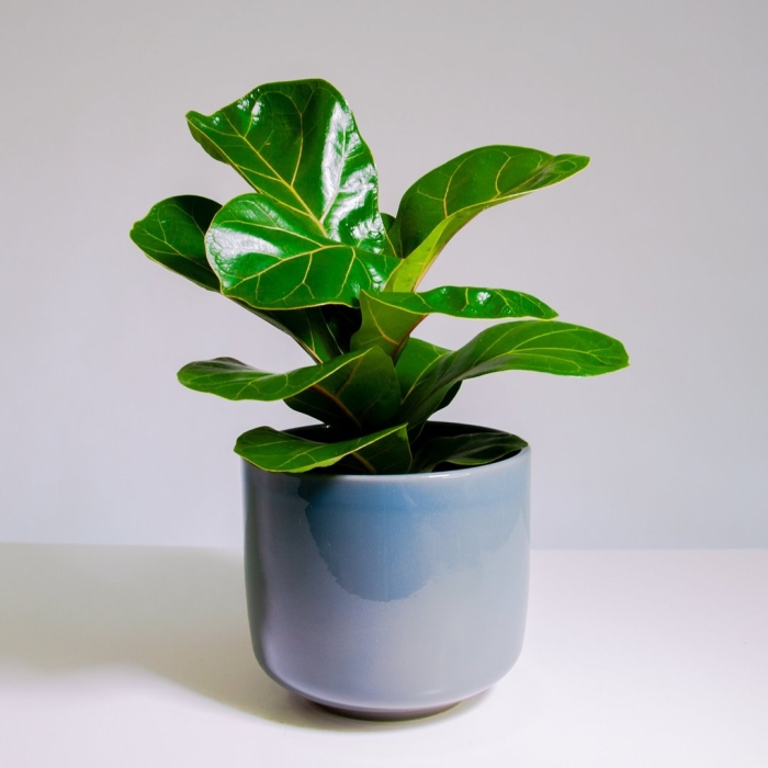 Фикус лирата бамбино