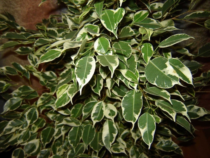 Фикус бенджамина твилайт