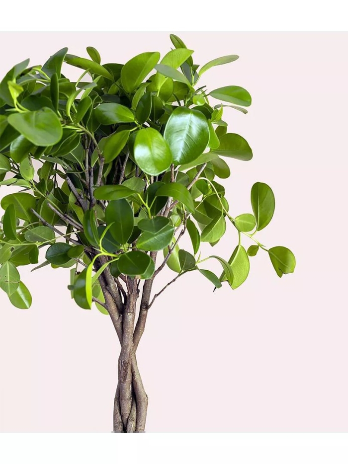 Фикус бенджамина мокламе