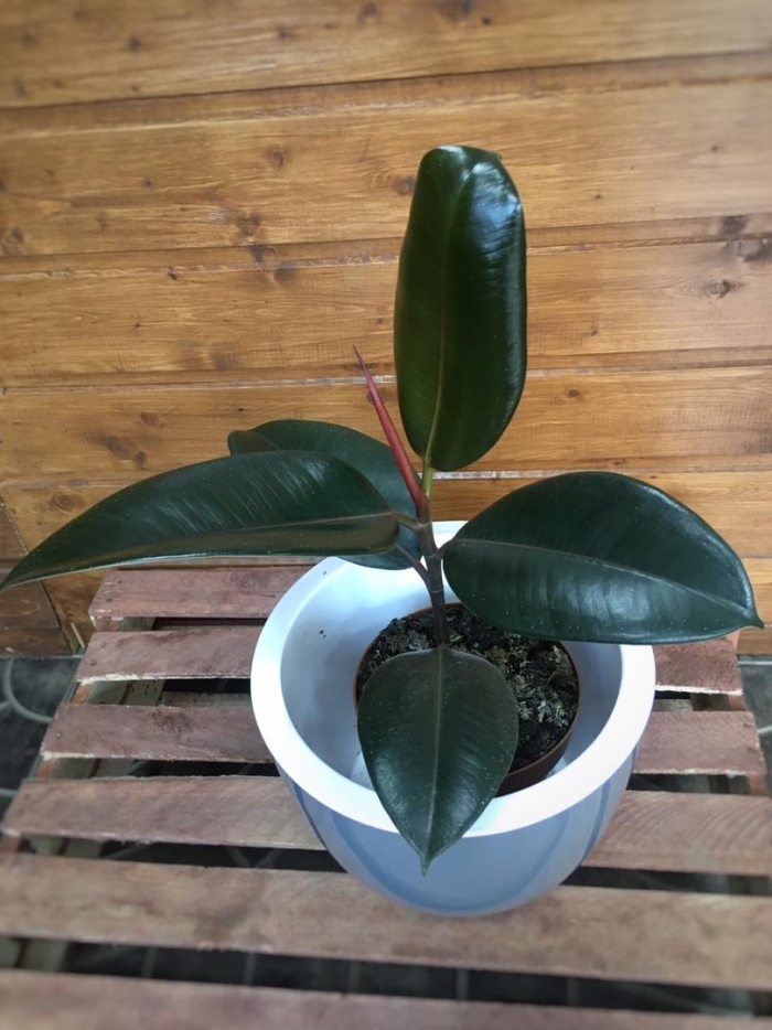 Цветок фикуса каучуконосного