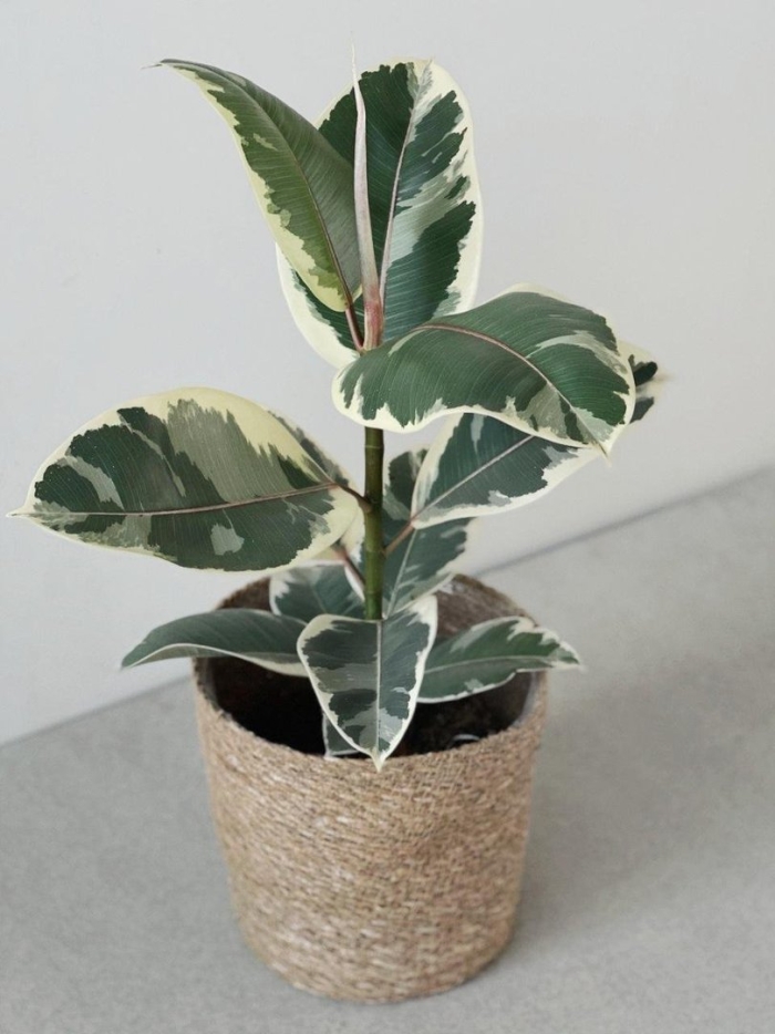 Фикус эластика тинеке