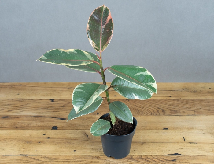 Фикус эластика тинеке