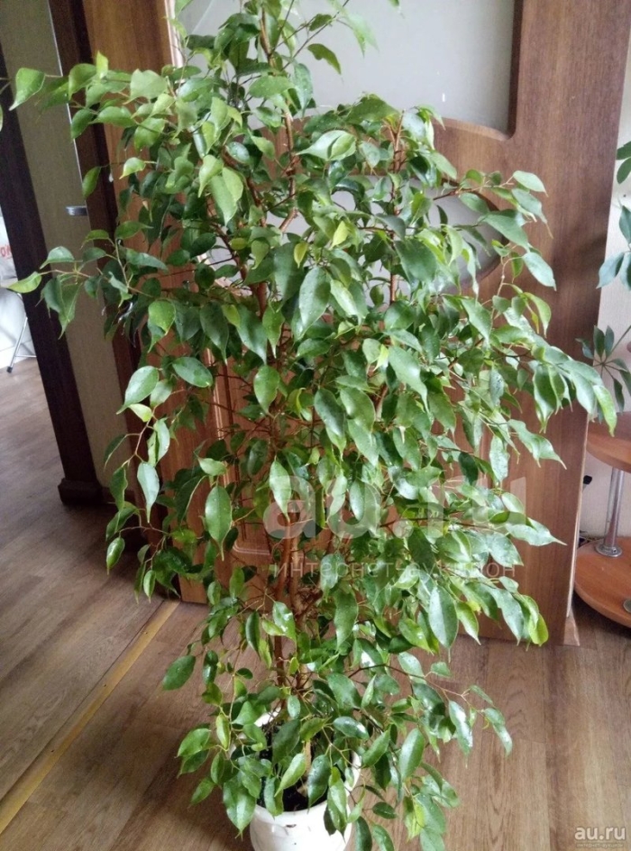 Родина цветка фикус бенджамина
