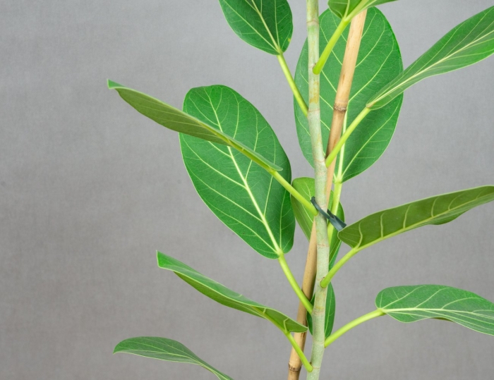 Фикус пикус