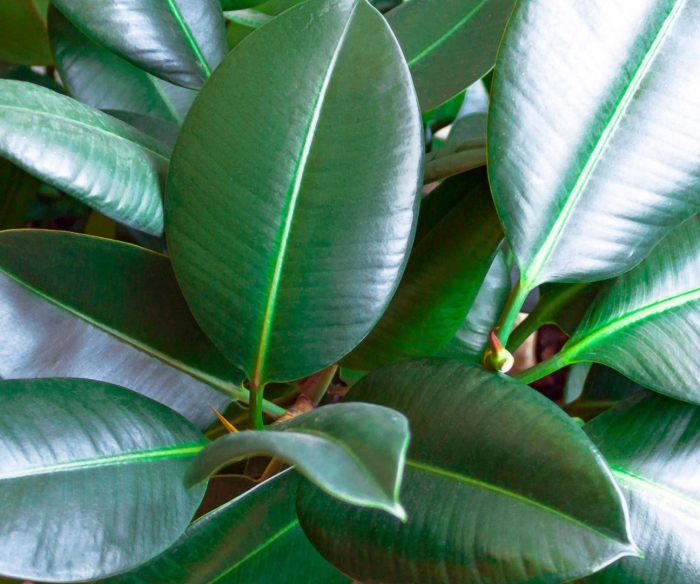 Фикус каучуконосный