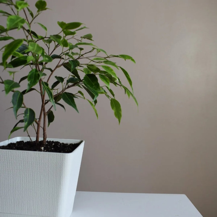 Фикуса бенджамина