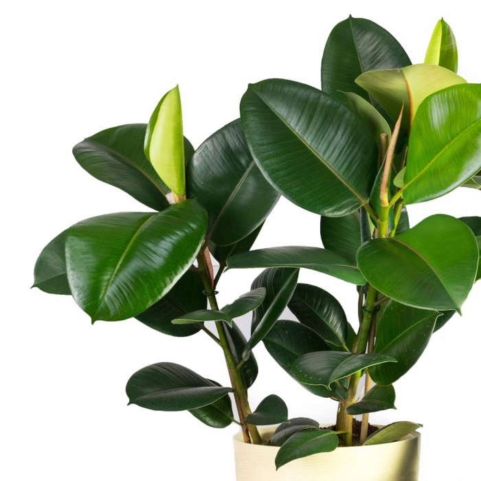 Фикус эластичный каучуконосный