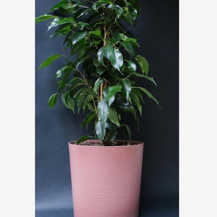 Фикус бендж даниэль