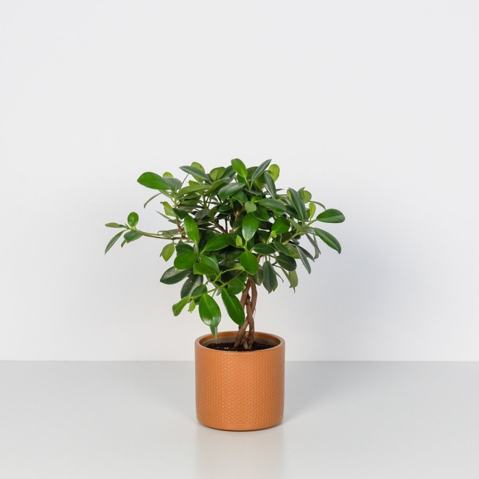 Фикус микрокарпа майя