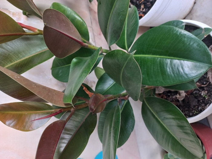 Фикус каучуконосный эластика