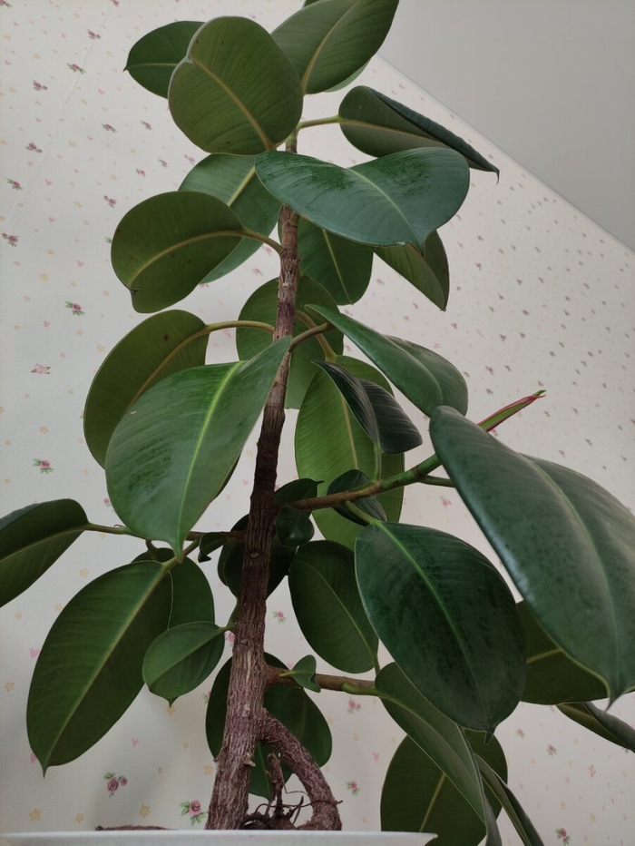 Фикус бенджамина каучуконосный