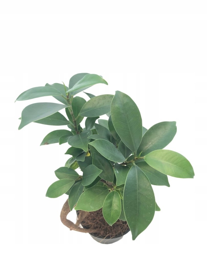 Фикус голден кинг