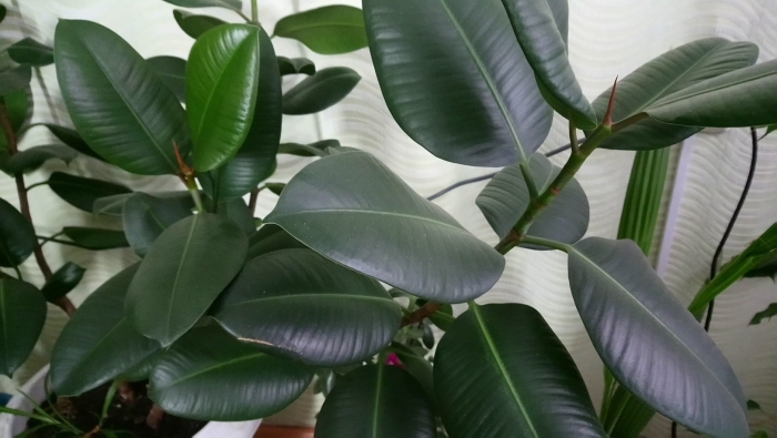 Каучуковый фикус