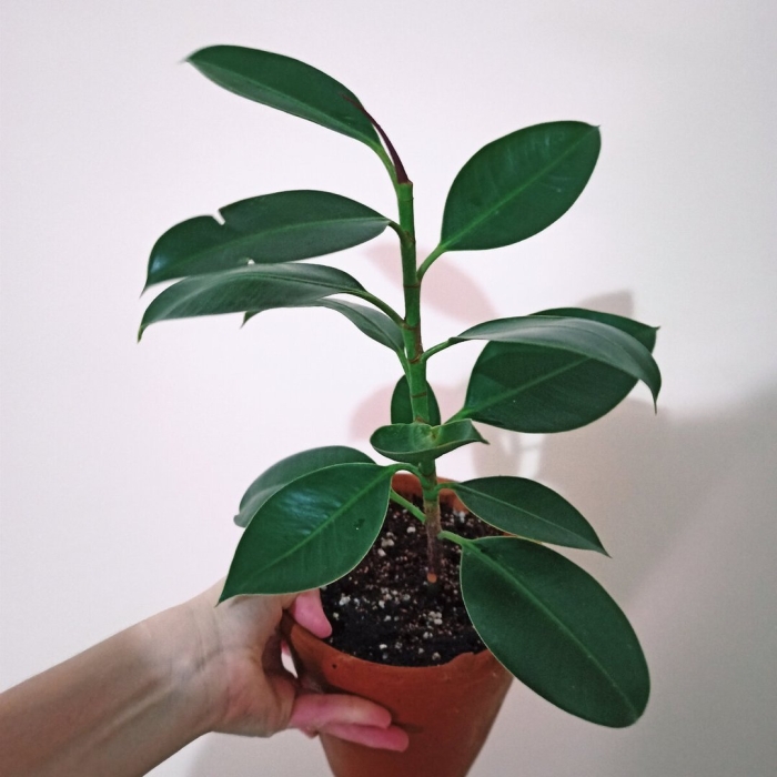 Фикус эластика мелани