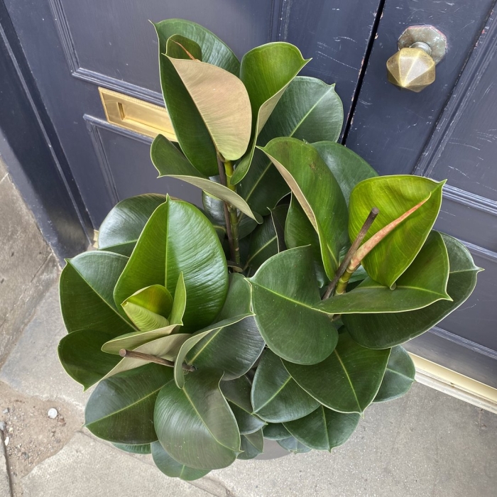 Фикус эластика робуста 3 ствола