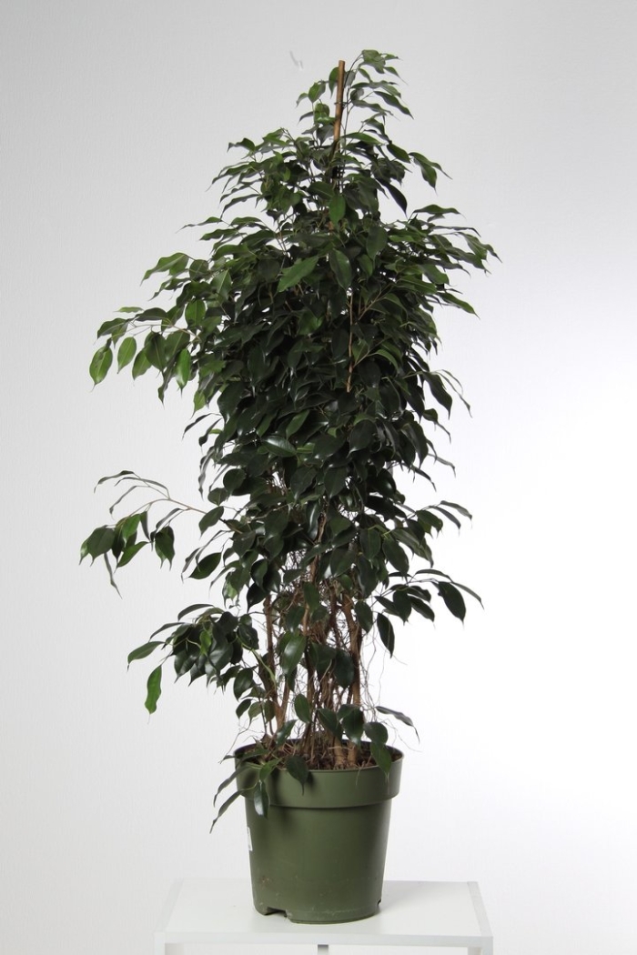 Фикус бенджамина микс