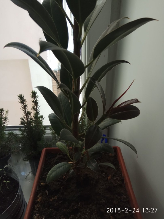 Фикус эластик