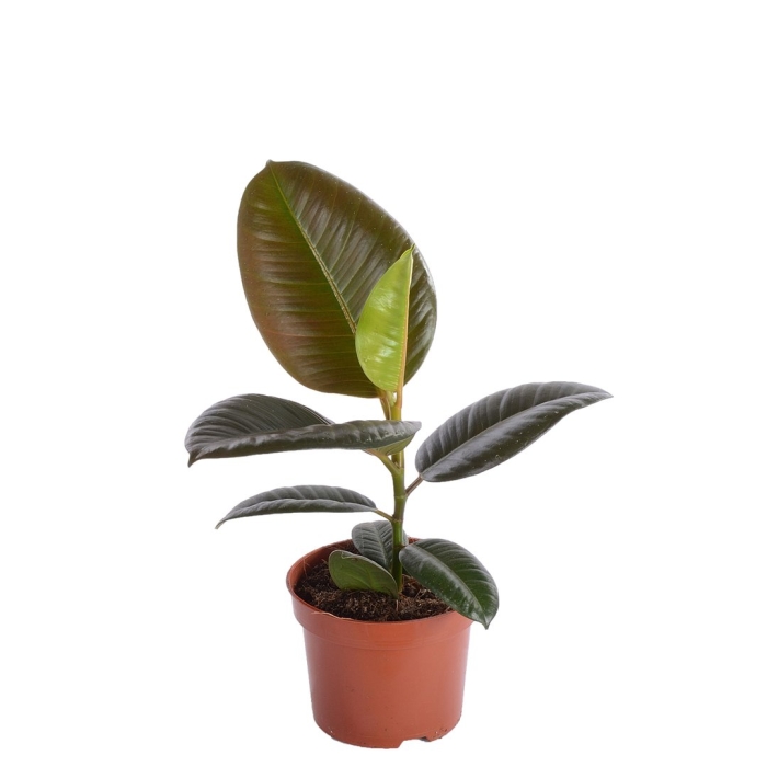 Фикус эластик