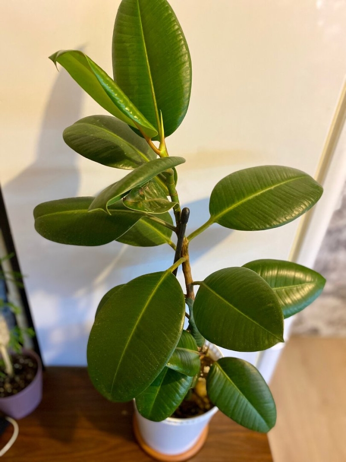 Фикус каучуконосный цветет