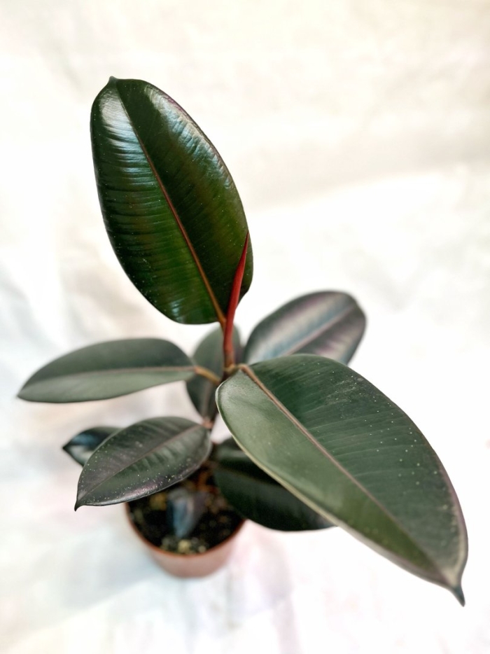 Фикус зеленый