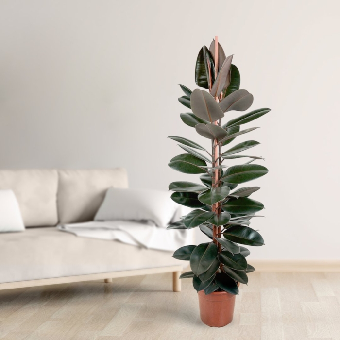 Фикус каучуконосный абиджан