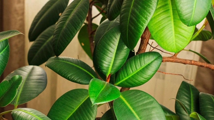 Цветущий фикус каучуконосный
