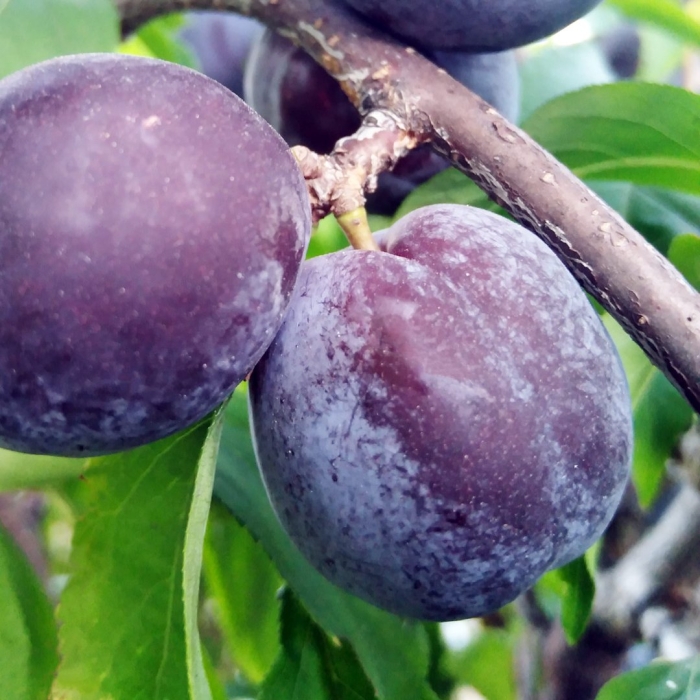 Ренклод колхозный слива