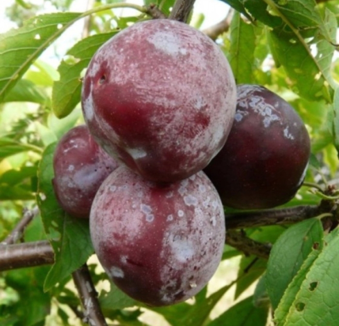 Слива оцарк премьер