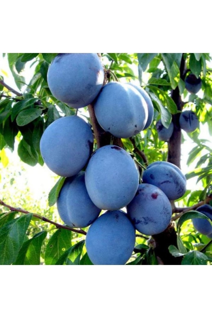 Слива чачакская ранняя