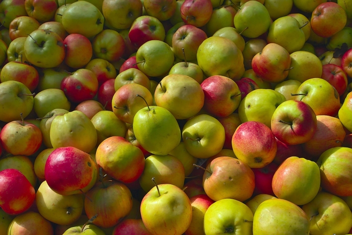 Яблоня сорт яблочный спас