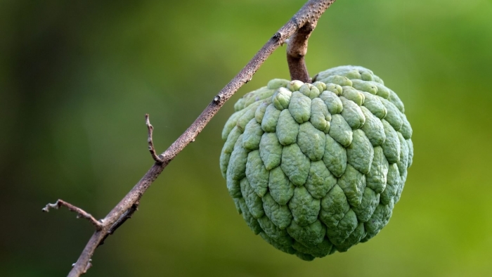 Сахарное яблоко фрукт