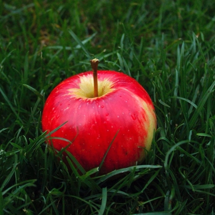 Яблоки на траве