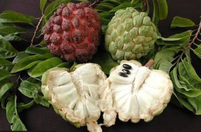 Сахарное яблоко