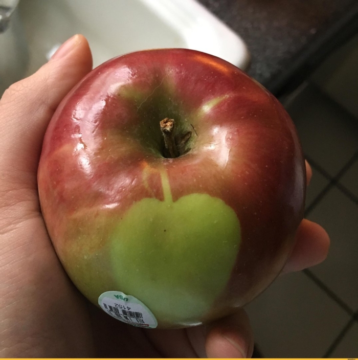 Большие яблоки