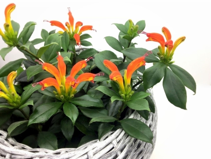 Эсхинантус ригель