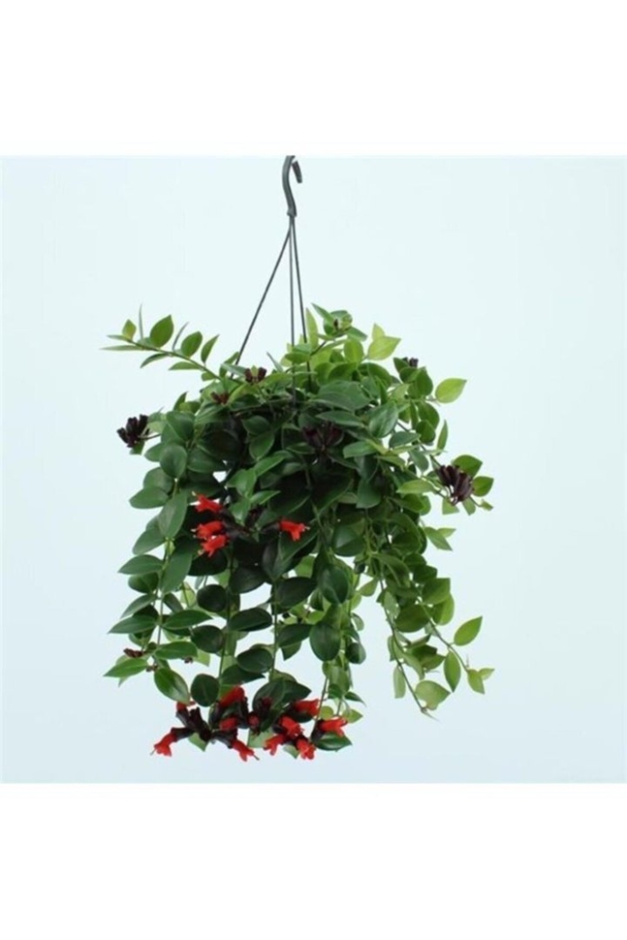 Эсхинантус mona lisa