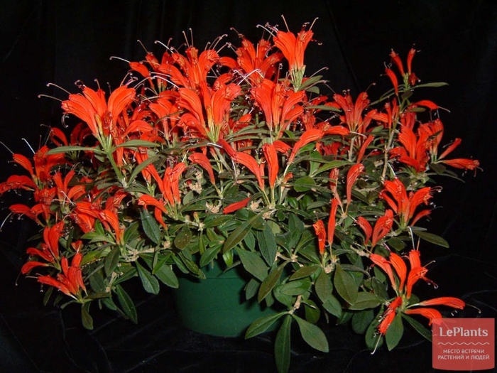 Эсхинантус жар птица