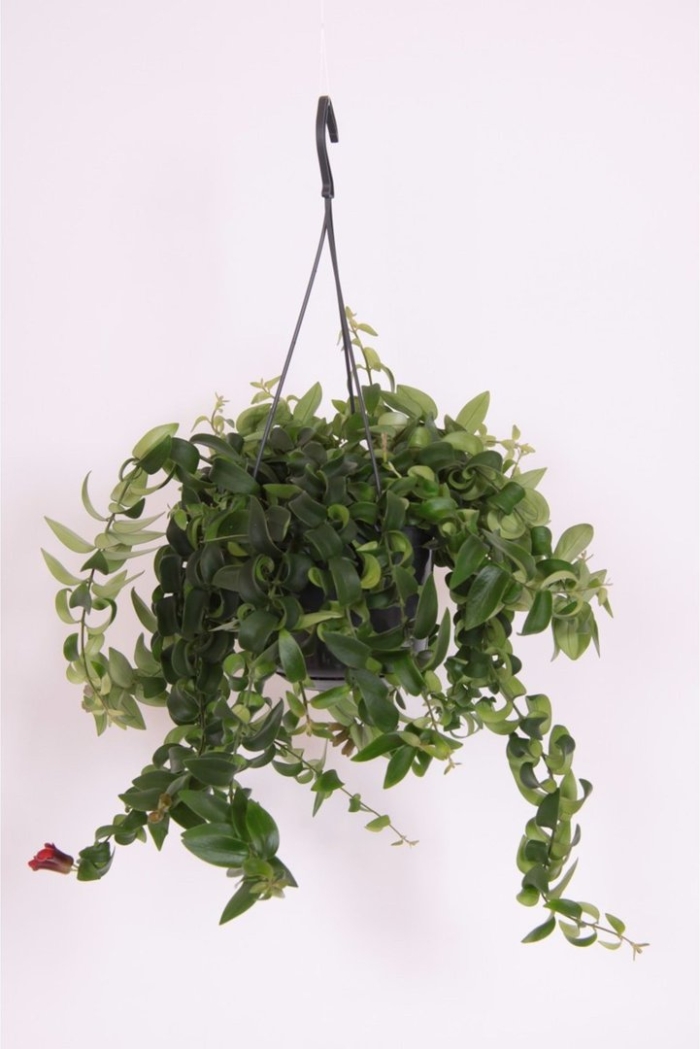 Эсхинантус rasta