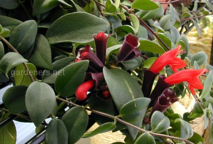 Эсхинантус прямостоячий