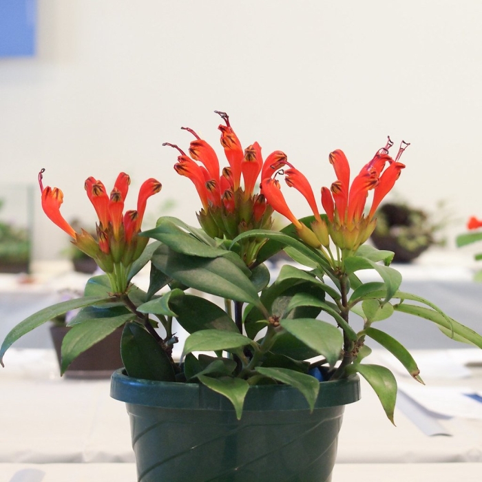 Эсхинантус скальный