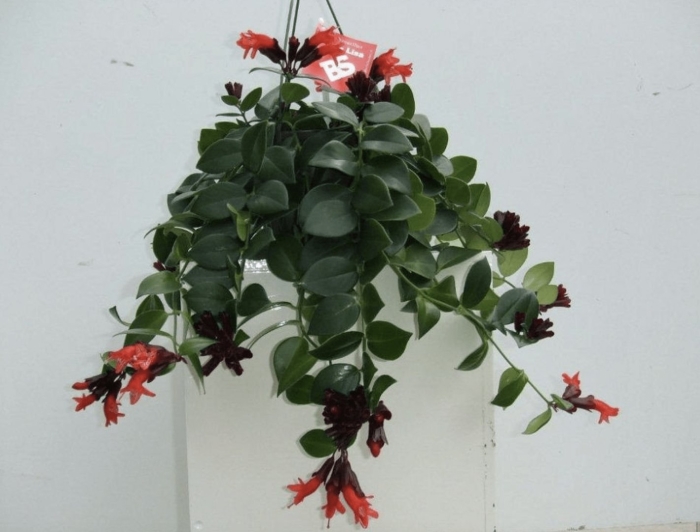 Эсхинантус мона лиза