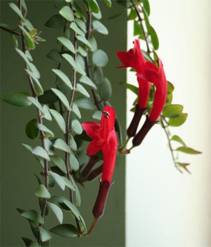 Эсхинантус кучерявый