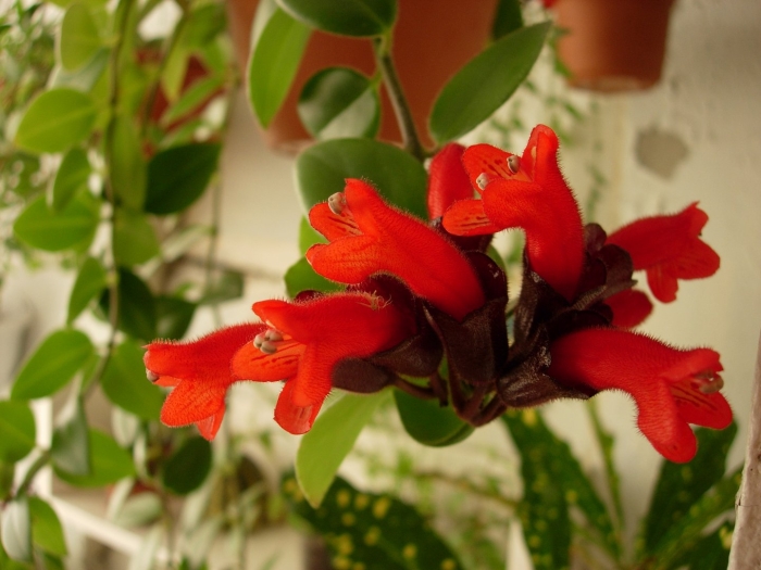 Эсхинантус мона лиза