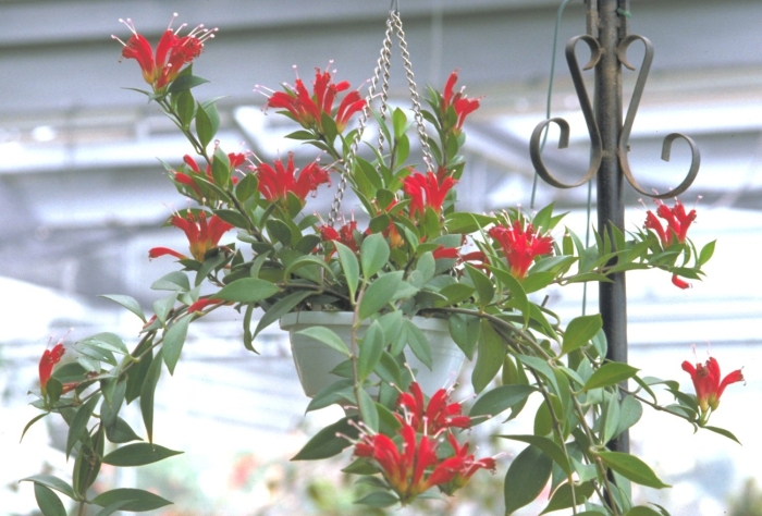 Эсхинантус монализа