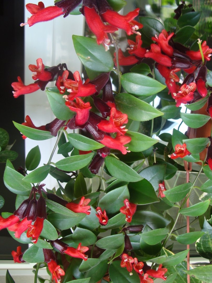 Эсхинантус цветок комнатный